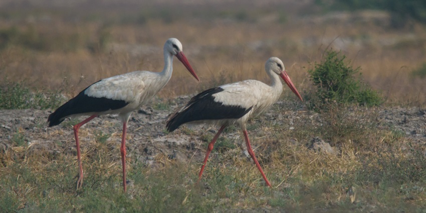 An image of White Storks in Nal Sarovar Bird Sanctuary, one of the best places to visit in Gujarat in July.
