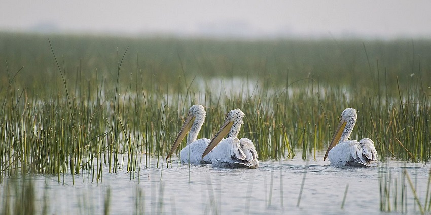 Nal Sarovar’s calm waters, with flocks of migratory birds overhead, best place in Gujarat