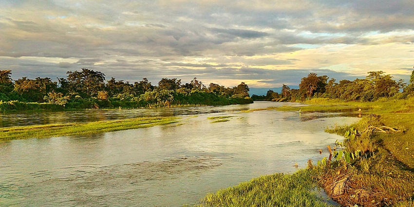 Dihing River in Namsai with green grass in the middle of the river and trees in July
