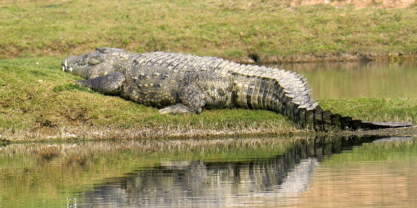 Scenic view of the Chambal River, and a crocodile at its shore in the  National Chambal Sanctuary
