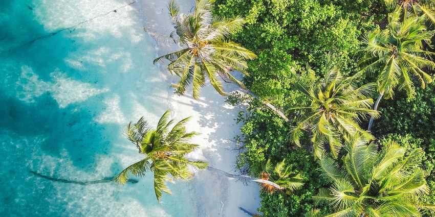 Aerial view of tropical beach with palm trees, clear waters, and golden sandy shore.