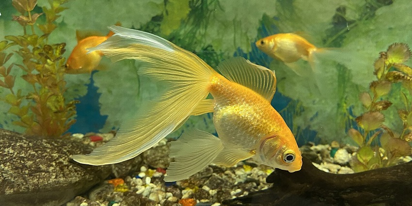 Close-up view of yellow fish displayed in the Samudrika Naval Marine Museum, Andaman