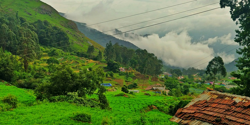 Fern House in Ooty Botanical Garden with rows of vibrant green plants and hanging pots.
