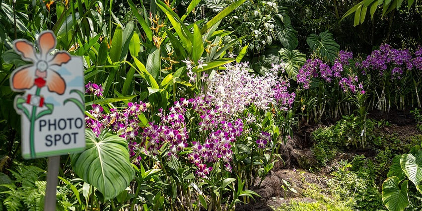 Colorful display of blooming orchids surrounded by lush greenery in a peaceful garden setting.