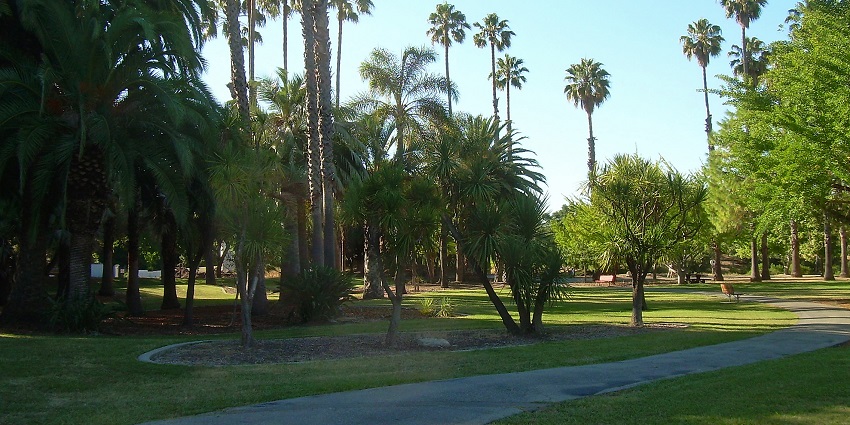 Overfelt Gardens Park with a small walking trail, tall palm trees and a distant bench.