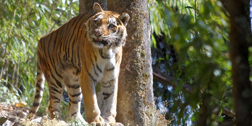 Bengal tiger in Padmaja Naidu Himalayan Zoological Park with green trees, is one of the places to visit in Darjeeling in January.