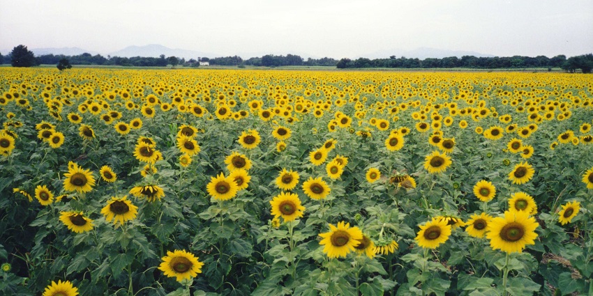 Phatthana Nikhom sunflower fields with vibrant sunflowers, green trees, one of the top places to visit in Thailand in March.