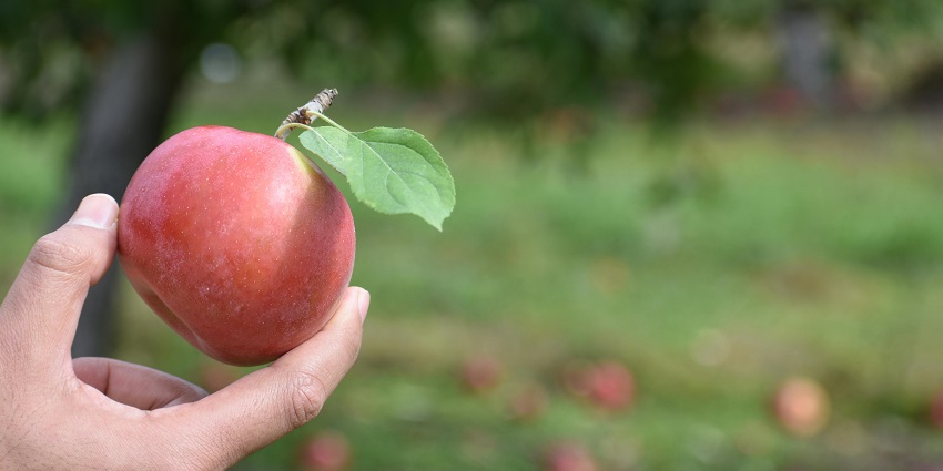 Apple orchards and French colonial history near Québec City’s doorstep.