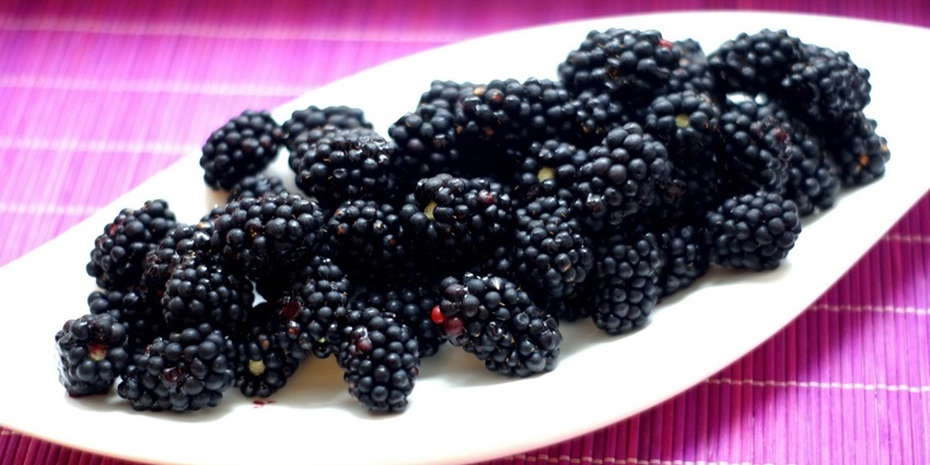 Image of a plate with blueberries at Moorhead’s Blueberry Farm on a sunny summer day.