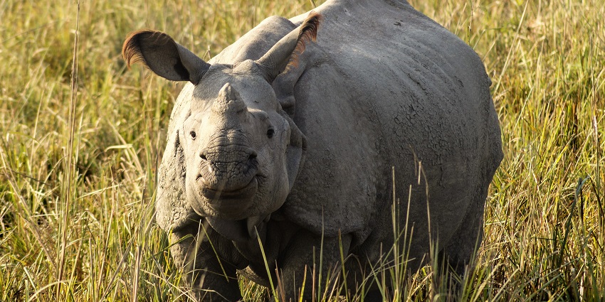 Pobitora Wildlife Sanctuary in Morigaon with lush greenery and one-horned rhinoceros.