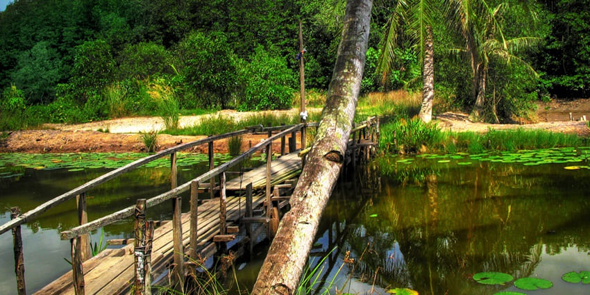 Explore rustic trails, mangrove forests, and traditional kampong houses on Pulau Ubin
