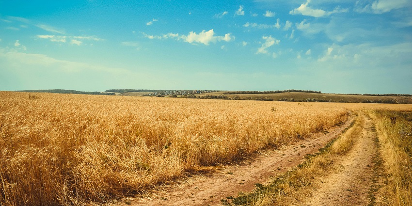 Explore the lush green paddy fields, one of the best places to visit in Punjab in June