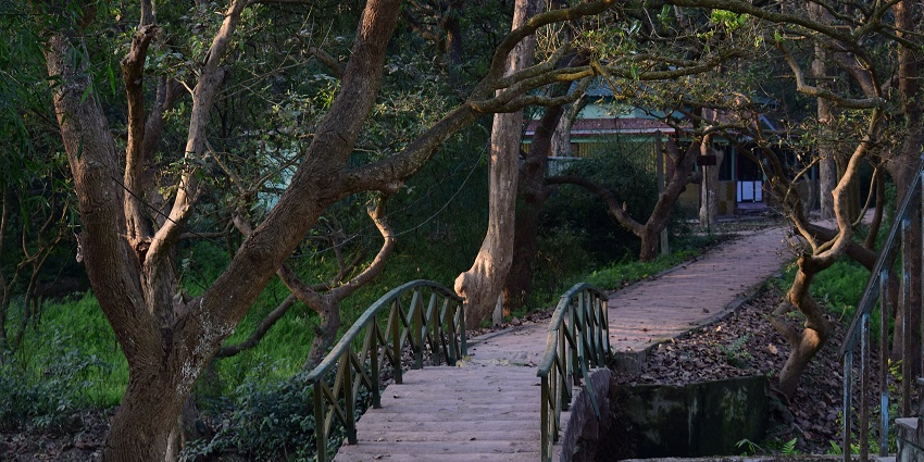 Trees-lined walkway inside Kulik Bird Sanctuary with a dense green canopy on both sides.