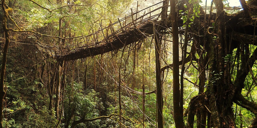 Rangthylliang root bridge with a bridge made up of woods surrounded by lush greenery.
