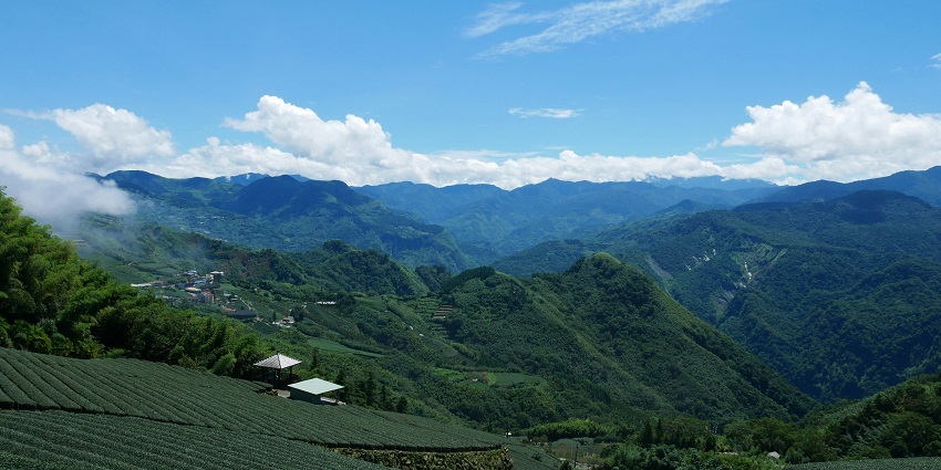 Lush green tea gardens stretch across rolling hills with tall trees and mountains.