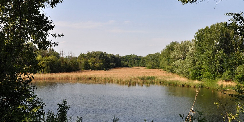 Peaceful lake view at Bury Hill Fisheries & Country Park surrounded by greenery