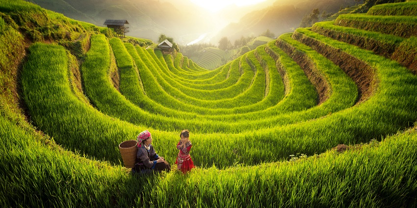Farmer in Mu cang chai village walking on the mountain and golden rice terraces at Mucangchai town near Sapa city, north of Vietnam