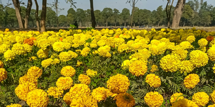 Colourful flower displays at Ridge Park and Flower Exhibition Centre, one of the beautiful places in Gangtok.