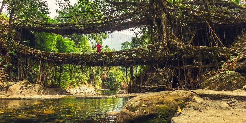 Riwai living root bridge with roots tangled together forming a bridge over a small stream.