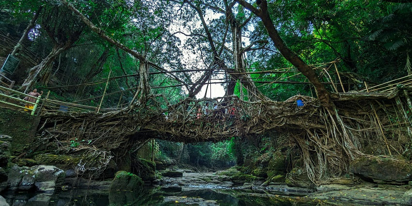 Riwai living root bridge made up of multiple tree branches with people on the bridge.