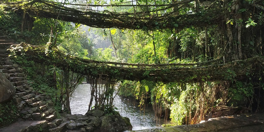Riwai living root bridge with big stones in the water, people visiting and stairs.