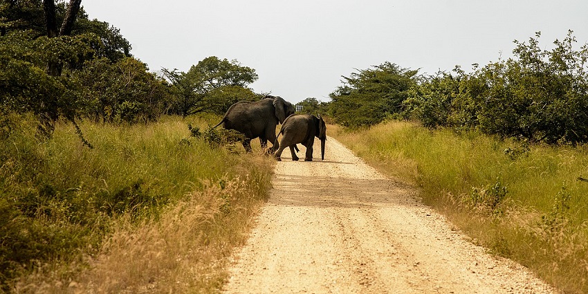 A herd of African savanna elephants walks through grassy plains at Saadani National Park, with trees under a clear sky.
