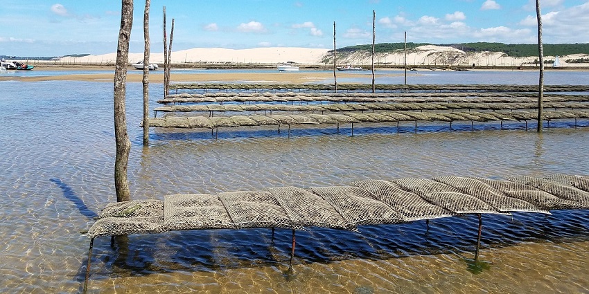 Cruise past oyster beds on calm river waters while learning about aquaculture and local delicacies, one of the things to do in Damariscotta Maine.