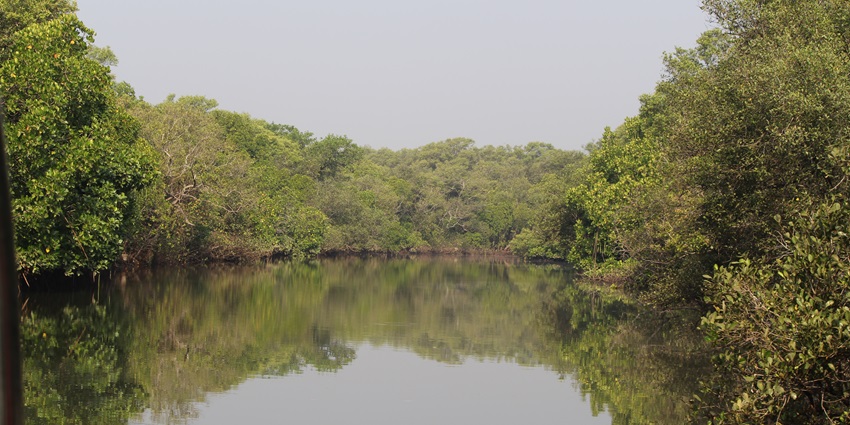 Salim Ali bird sanctuary with a greenish still water body, thin wood sticks and lush greenery