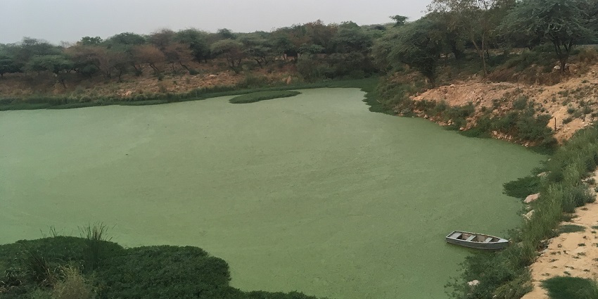 View of the jungle of sanjay van from above and a green waterbody with boats parked at the shore