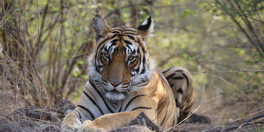 Tiger in Satkosia Tiger Reserve, Odisha – a glimpse of the wild.