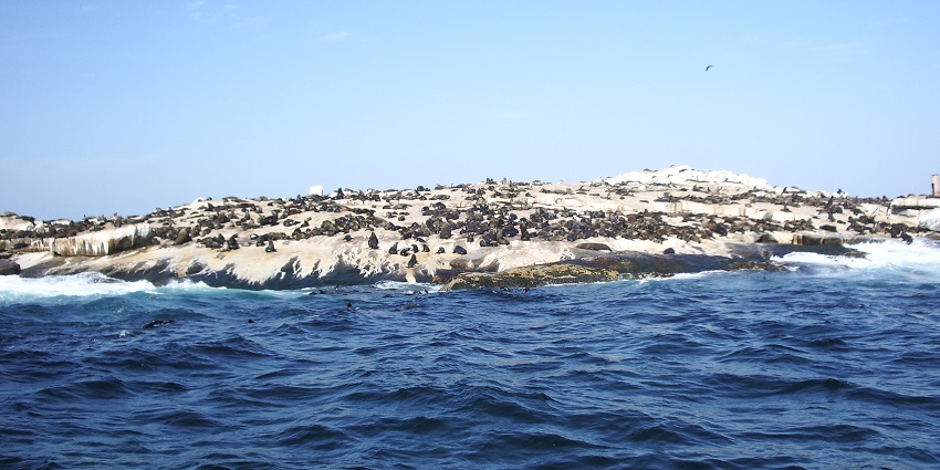 A cluster of seals resting on rocky outcrops of Seal Island in South Africa under bright skies.