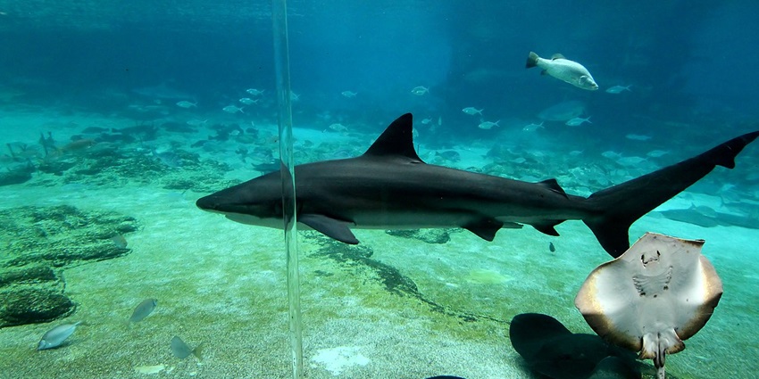 Close-up view of Shark Bay, showcasing clear waters with sharks, starfish, and other aquatic organisms.