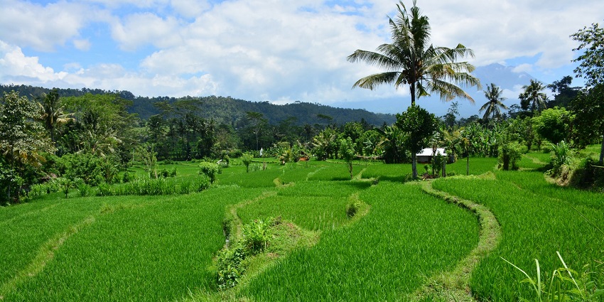Sidemen Valley in Bali features vibrant terraced rice fields and tropical vegetation.