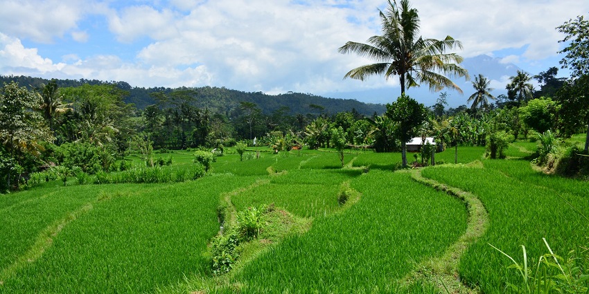 Sidemen Sawah Valley with green rice fields, distant buildings and green mountains.