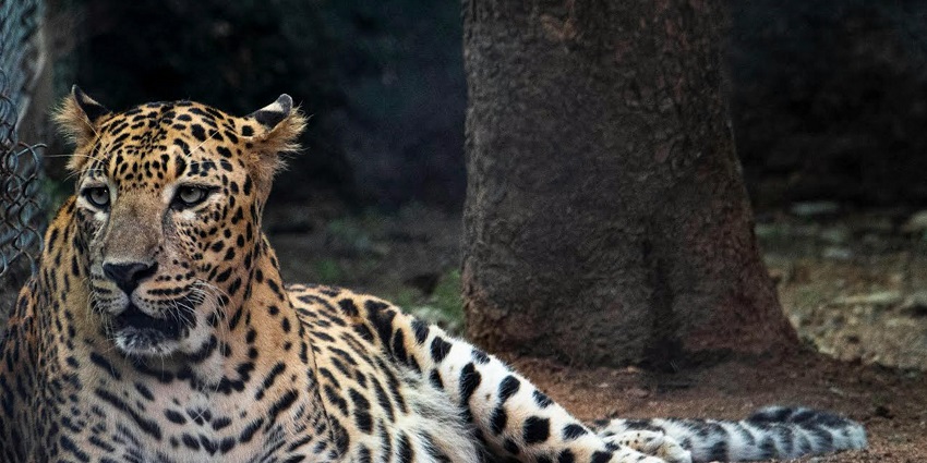 A cheetah sitting enclosure at the Himalayan Zoological Park, one of the places to visit in Gangtok in April.