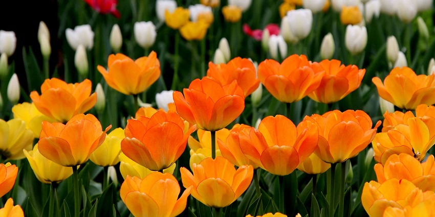 Things to buy in the Netherlands include vibrant tulip bulbs to plant your piece of Holland at home.