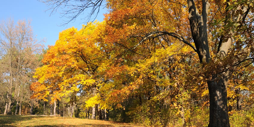 Colourful autumn trees with golden-yellow and orange leaves in Sofiyivka Parkis is one of the historical places in Ukraine.