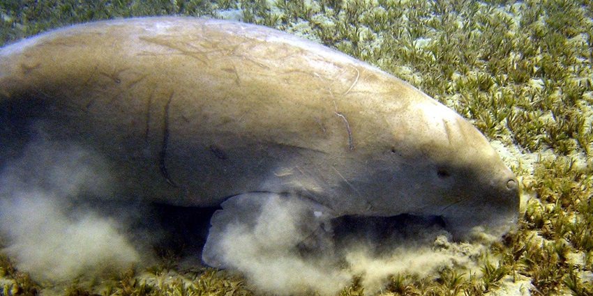 Wildlife enthusiasts spot rare dugongs and sea turtles in the calm, protected marine areas