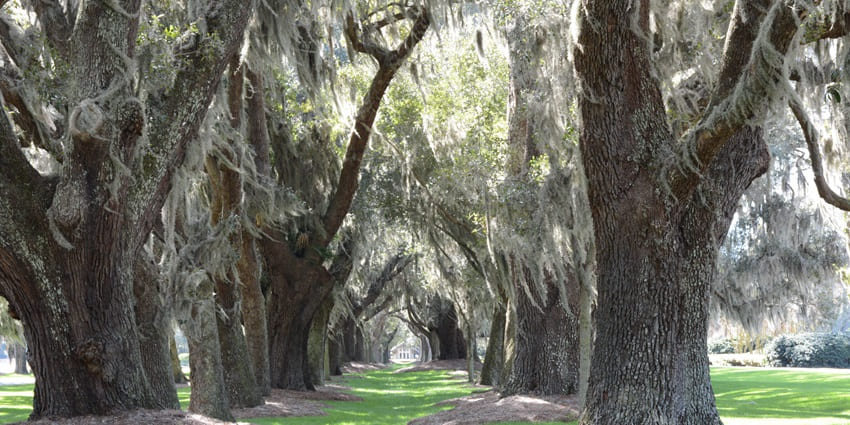 Moss-draped oaks and shops on St. Simons Island, among the best islands in Georgia.