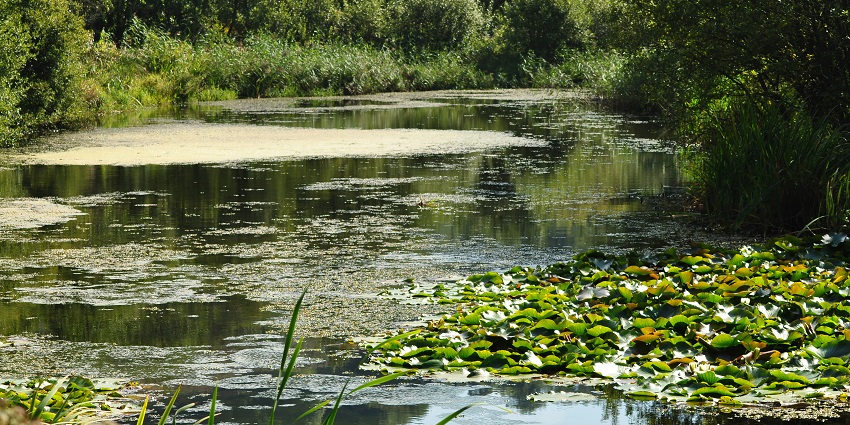 Birdwatch and walk through peaceful marshlands and estuaries filled with local wildlife.