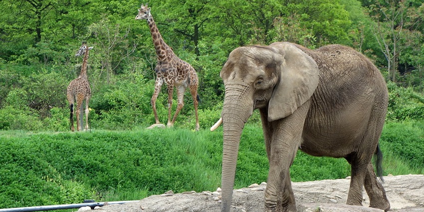 Things to do in Pittsburgh include visiting the Pittsburgh Zoo to see exotic animals and marine life.