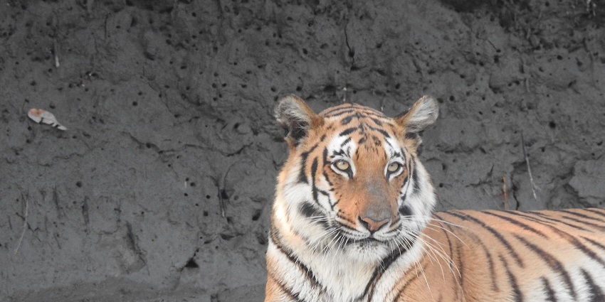 A tigress in the mangrove forest in Sundarbans, one of the best places to visit in West Bengal in October.