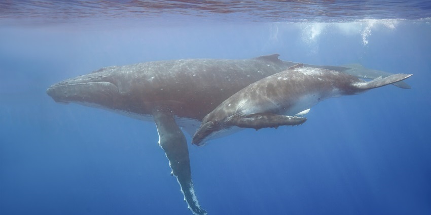 Swim alongside majestic humpback whales in Vavaʻu’s crystal-clear Pacific waters