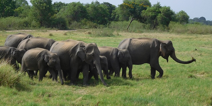 Witness herds of elephants and other wildlife in the stunning Minneriya National Park.