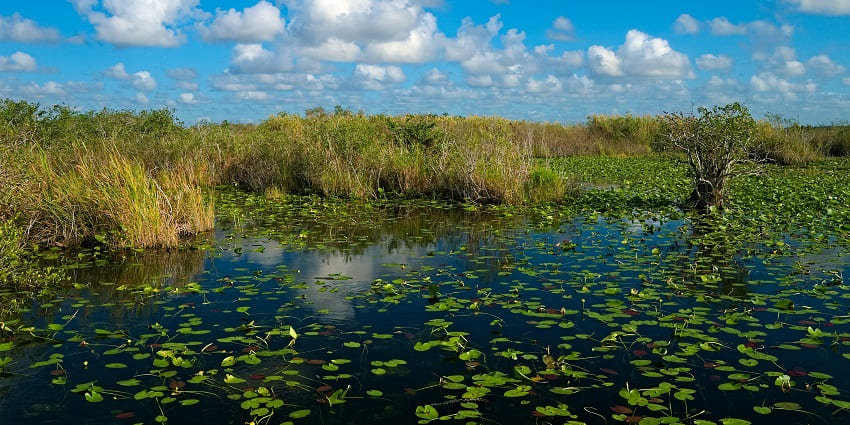 A pond with water lilies in the back of the Anhinga Trail in Everglades National Park.