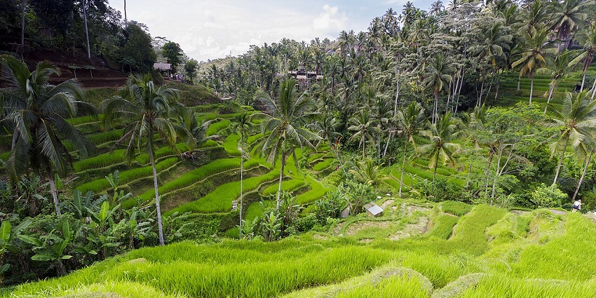 The iconic cascading rice terraces with breathtaking green landscapes are among the best places to visit near Bali Swings in Ubud.