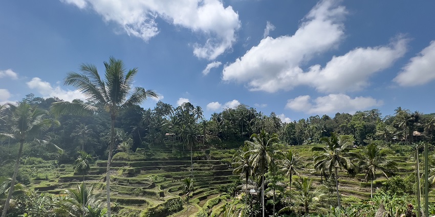 Lush Tegallalang rice terraces near Ubud, with layered green paddies and tall palm trees, one of the top places to visit in Bali in December.