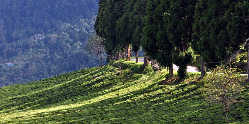 Lush green tea plantations slope gently beside a row of tall trees with a forested hill, one of the places to visit in Sikkim in October.