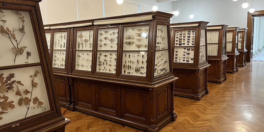Collections of different unique insects in each shelf and lights hanging from the ceiling.