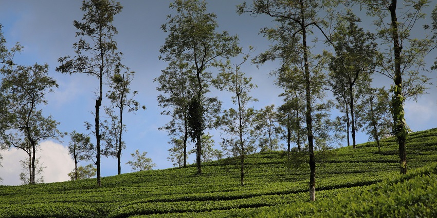 Scenic view of Periyar Lake and forest in Thekkady, showcasing how to reach Kerala by train